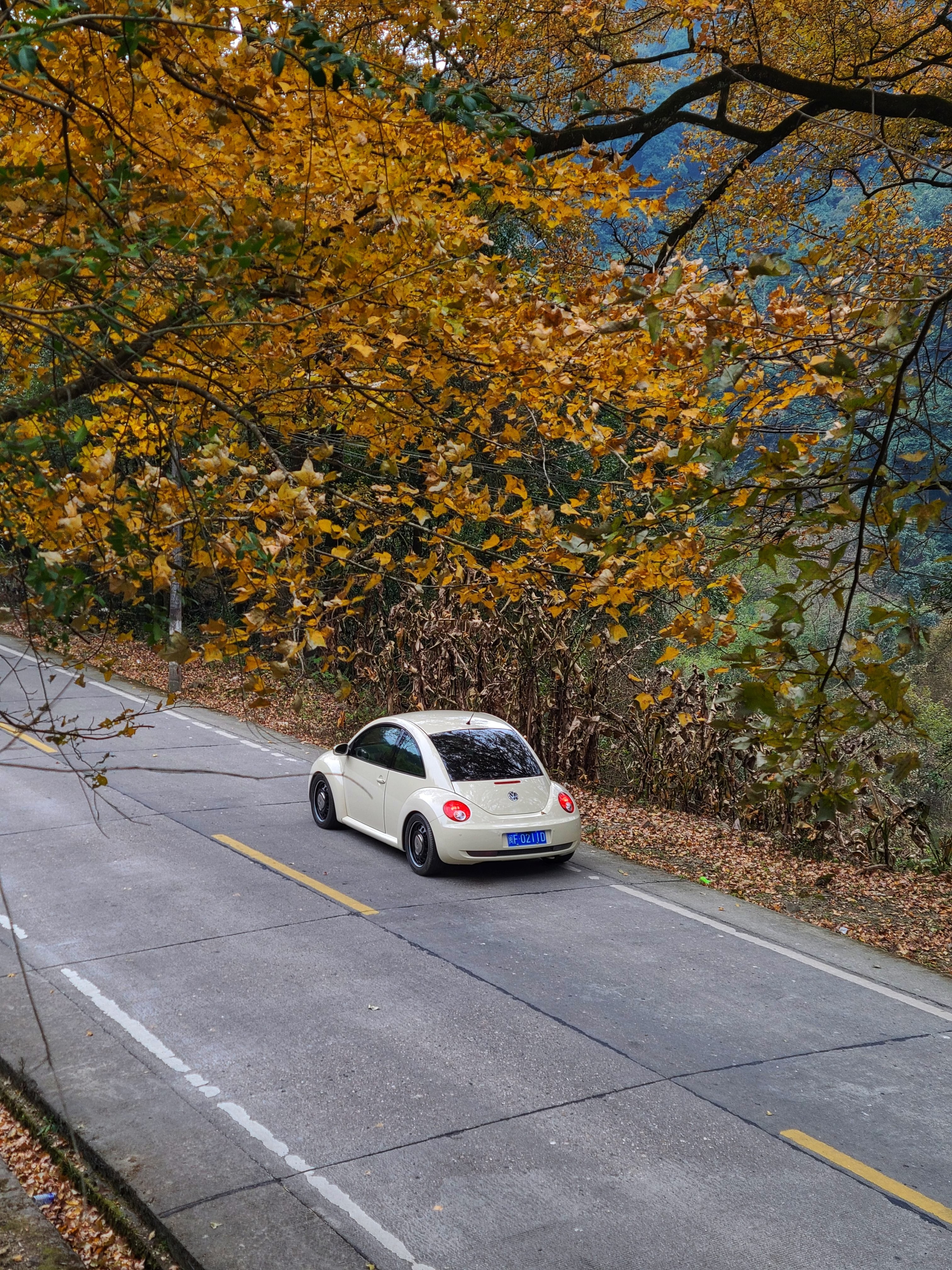 现在这二代1.8T的小虫子这么难找了吗？价格倒是非常坚挺，但找了一大圈都没车况看