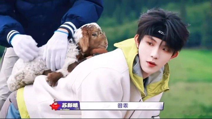 苏新皓和小羊有点暧昧了苏新皓放开小羊让我来这里有两个萌物很可爱 ​​​