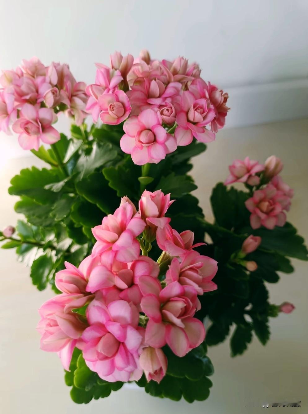 长寿花开，鲜艳美丽。
姹紫嫣红，娇艳妩媚！
缤纷多彩，花姿优美，
婀娜多姿。色彩