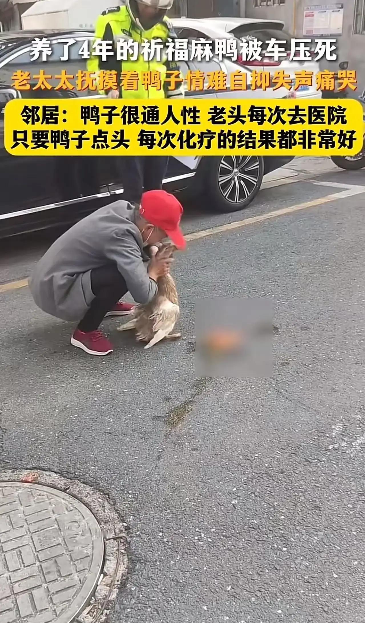 江苏昆山，养了4年的祈福麻鸭被车压死，老太太抚摸着鸭子情难自抑失声痛哭！邻居：鸭