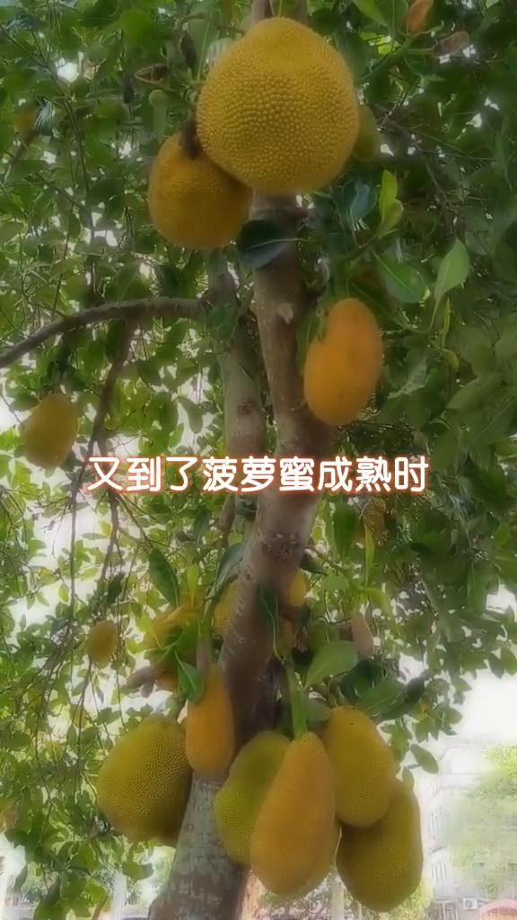 又到了菠萝蜜成熟时。