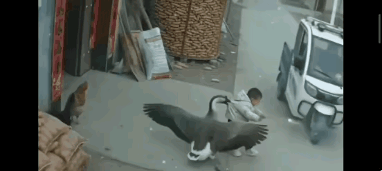 这应该算是功臣吧[笑哭][笑哭]