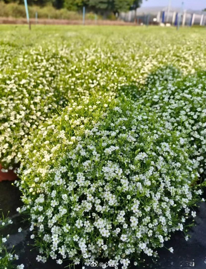 满天星种植方法1. 准备土壤：选择疏松、透气、排水良好的微碱性或中性土壤。可以使