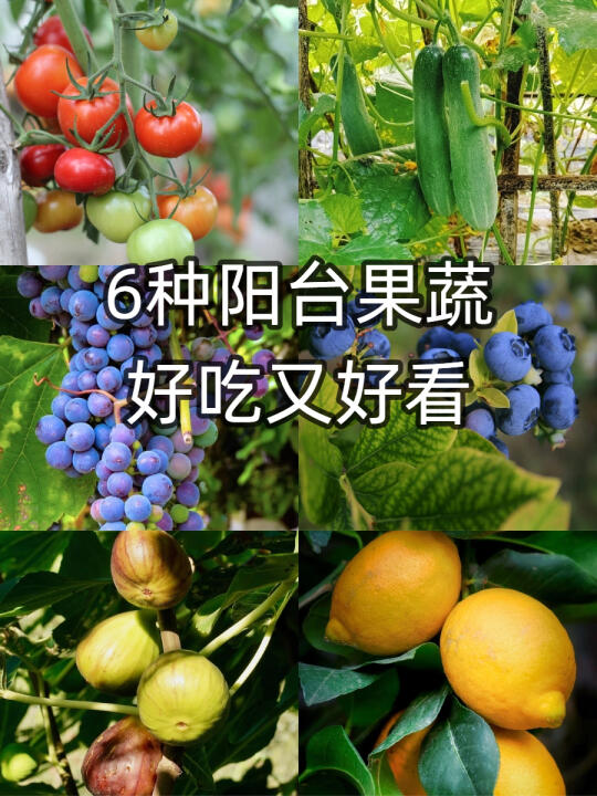 夏天在阳台养这6种蔬果，新鲜瓜果吃不完