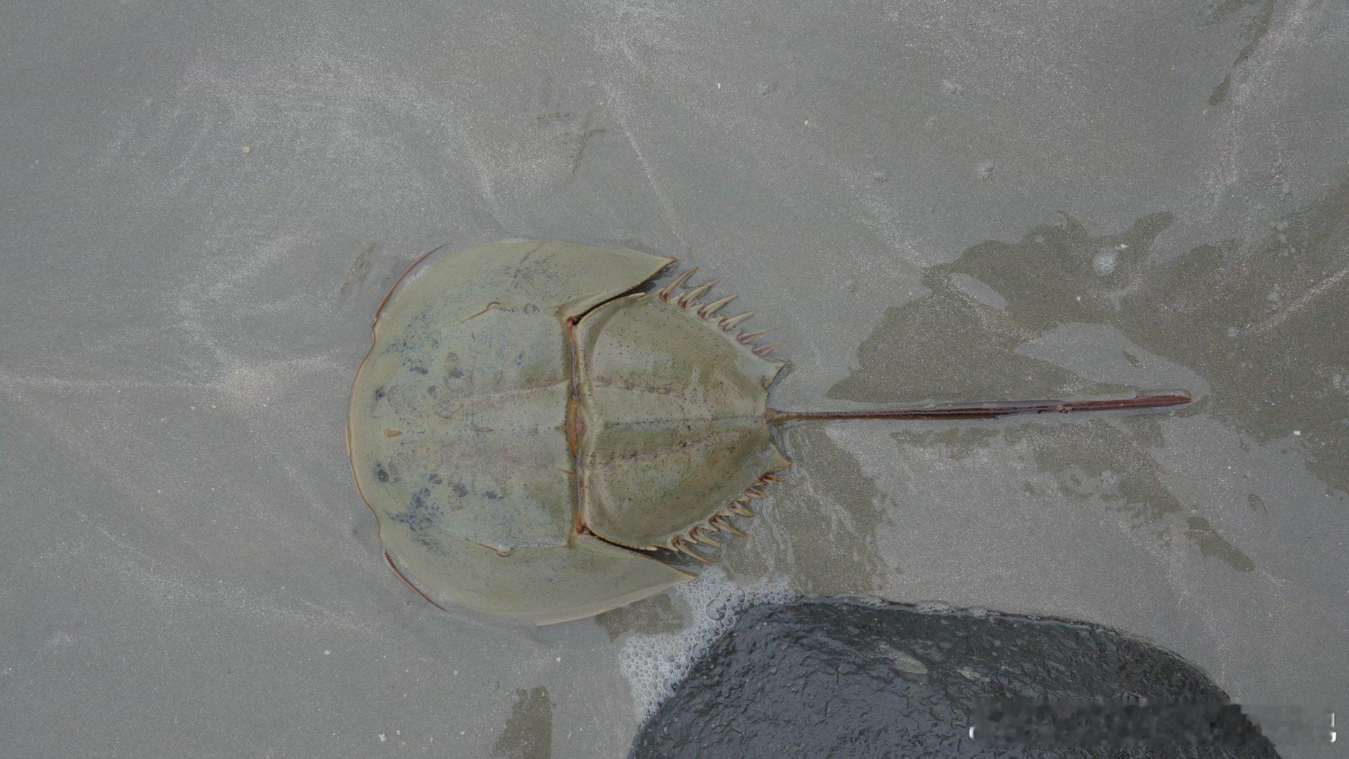 BBC镜头里的野性广东《野性广东》镜头里的画面也太惊喜了吧！原来我们每天生活的地