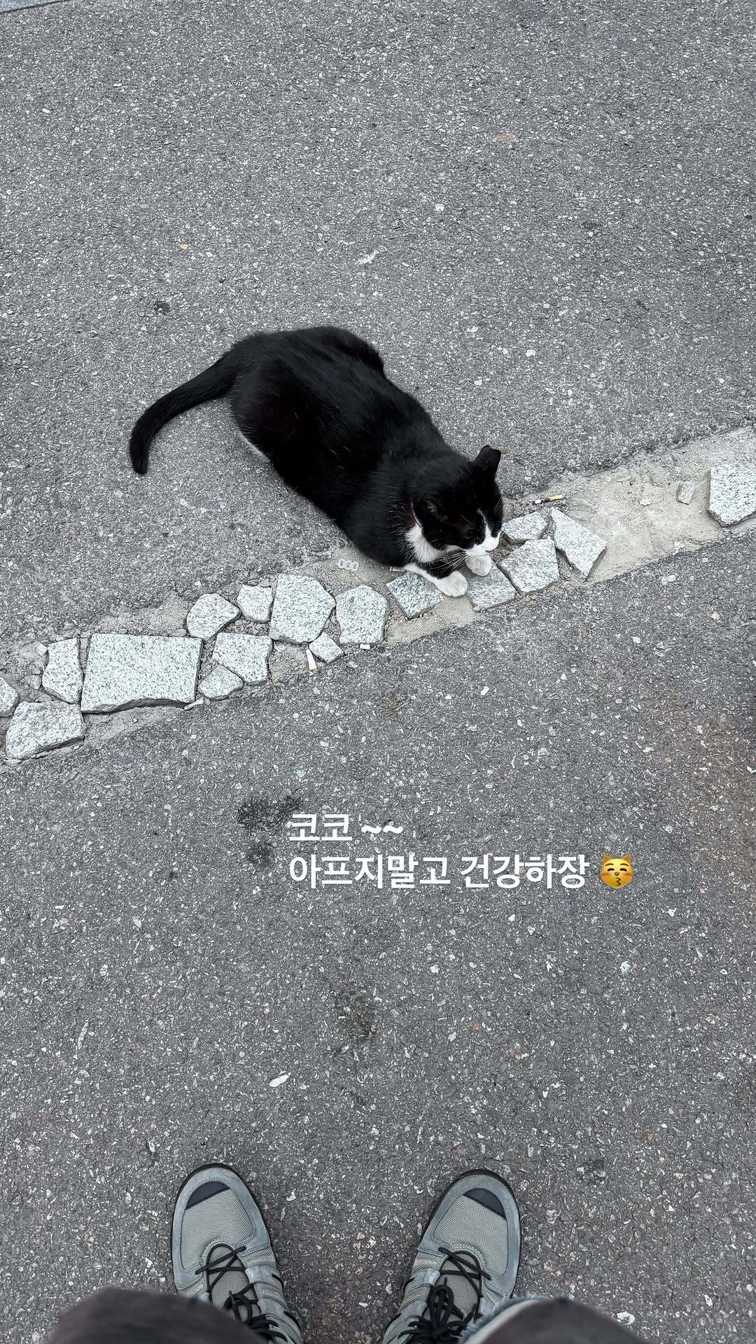 “CB百蓝_。260629金钟云 ins story更新：Coco~~不要生病 