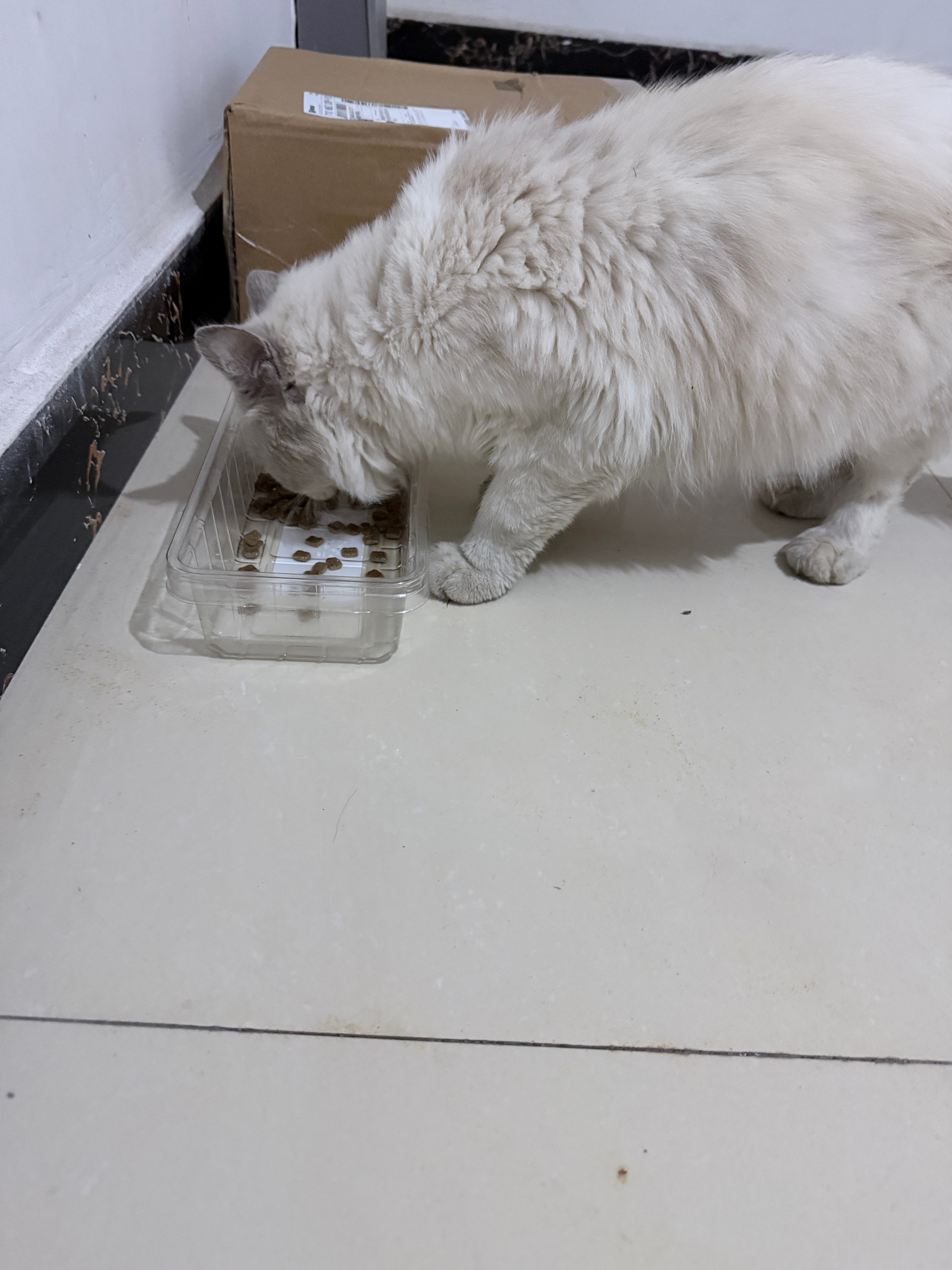 我就是个脆弱的人每次看到这种小流浪猫我都很难过 这只小猫我爸说上礼拜亲眼看见一个