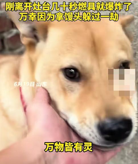 6 月 19 日，山东一男子在家煮粽子时，家里的大黄狗突然狂叫不止，主人以为是大