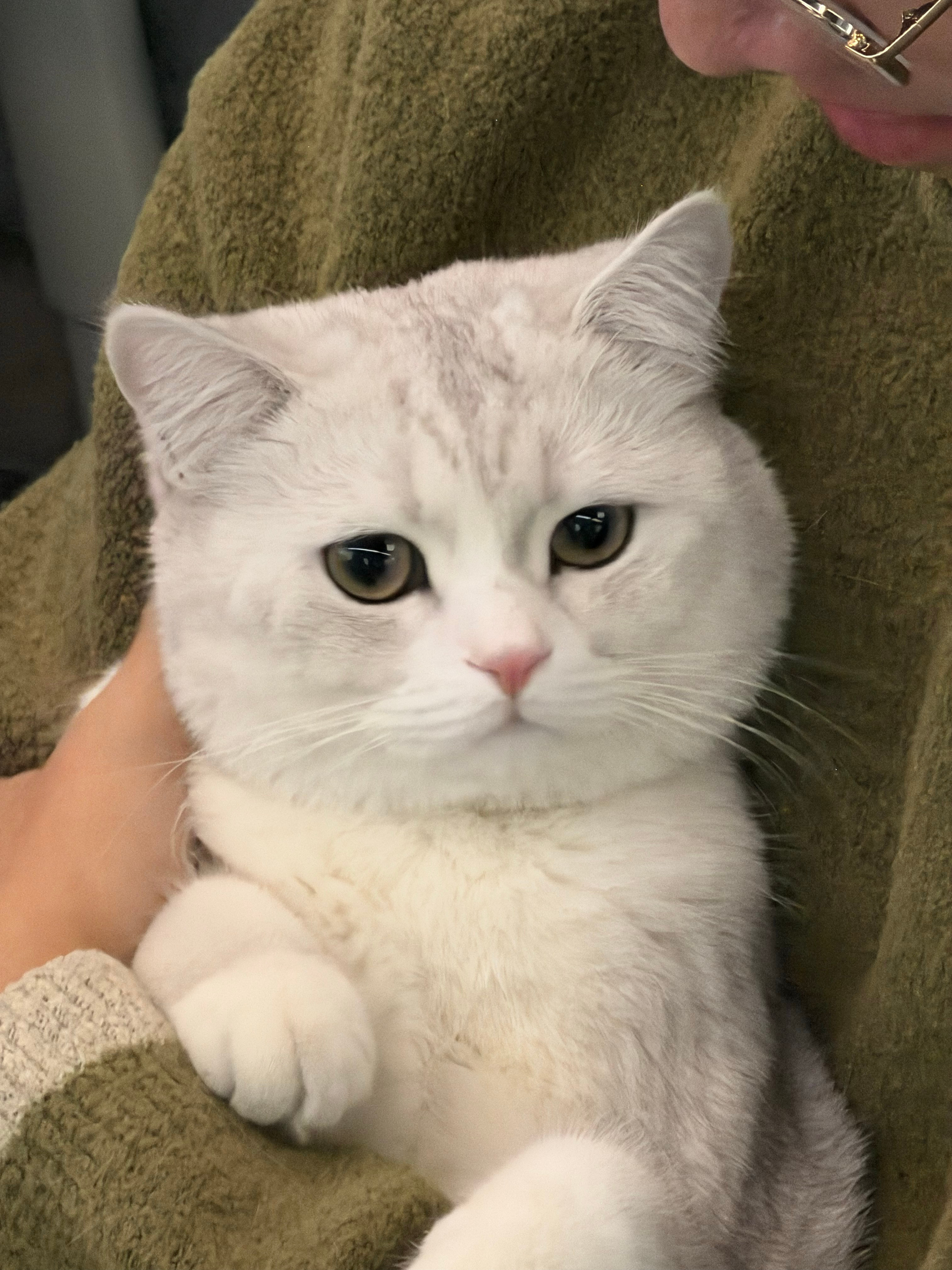 分享今日份拍摄的可爱瞬间 猫猫狗狗拯救世界 太可爱太好rua还有一个蹲下来思考的