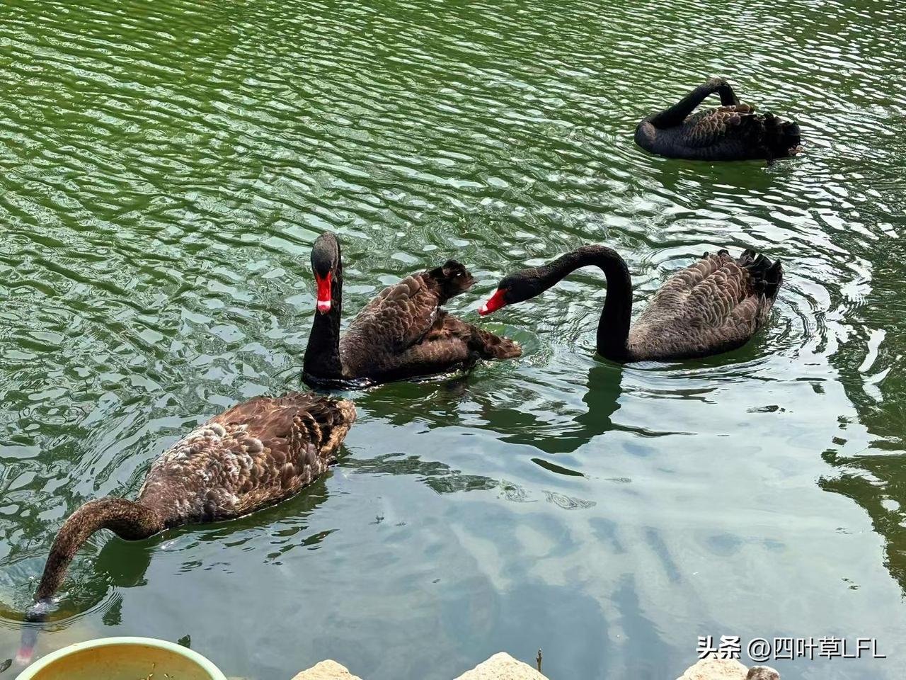 湖里一群天鹅悠闲的游着，静谧而美丽，希望我们也能自由自在的生活。