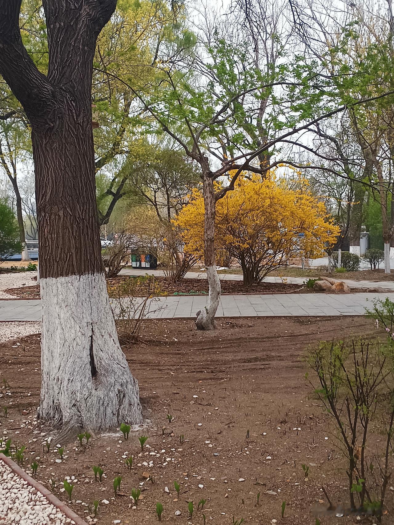 沈阳最美季
风渡沈水，春满盛京🌸
沈阳的春天，是温柔与风骨的相逢。晒图笔记大赛