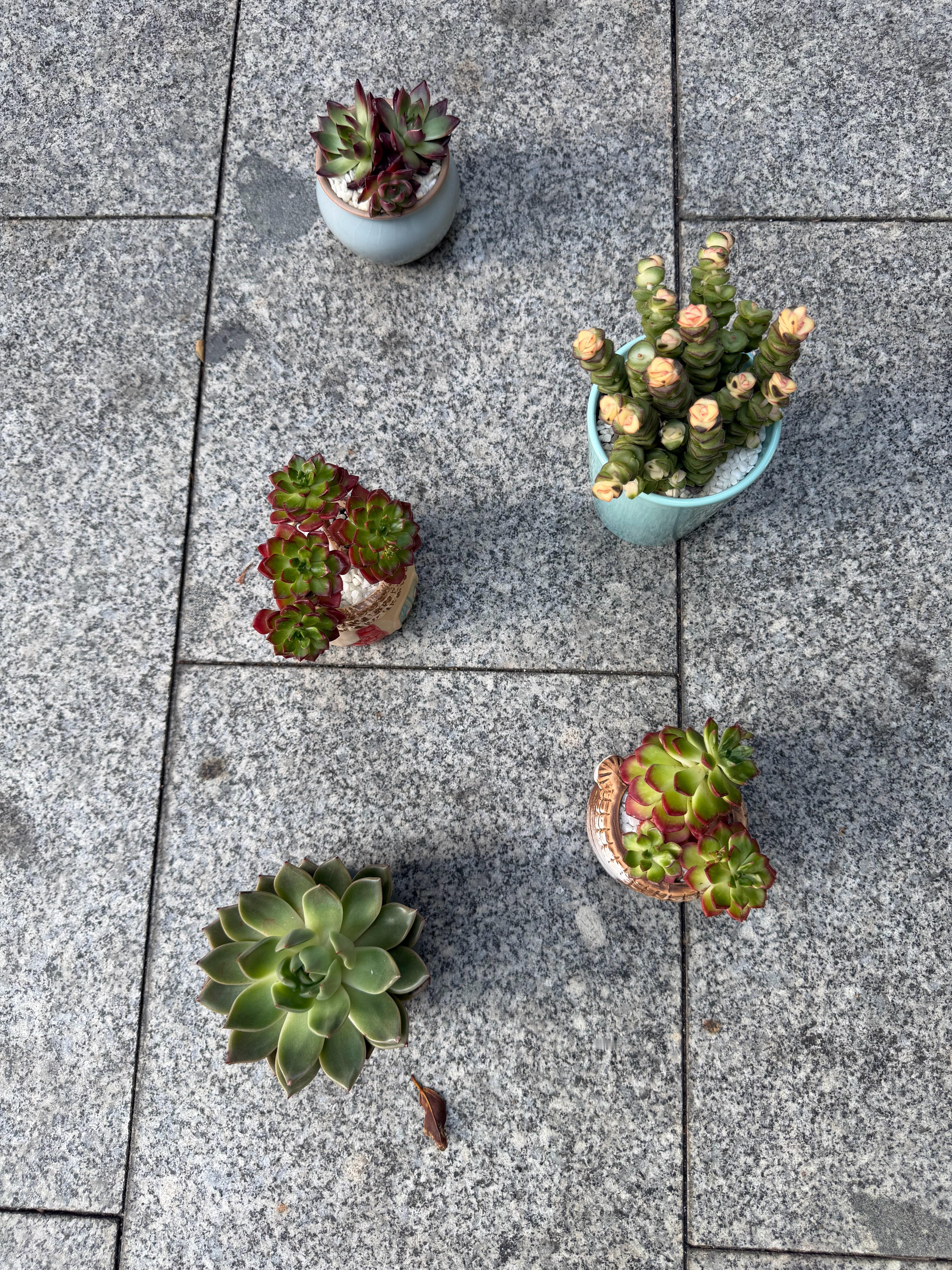 公司门口不知道谁放的绿植盆景，是不要了，还是拿出来呼吸空气的 