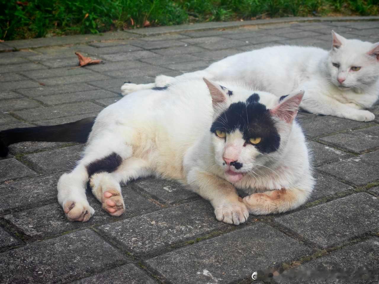 50293【八嘎】猫丑不可怕对比才尴尬 