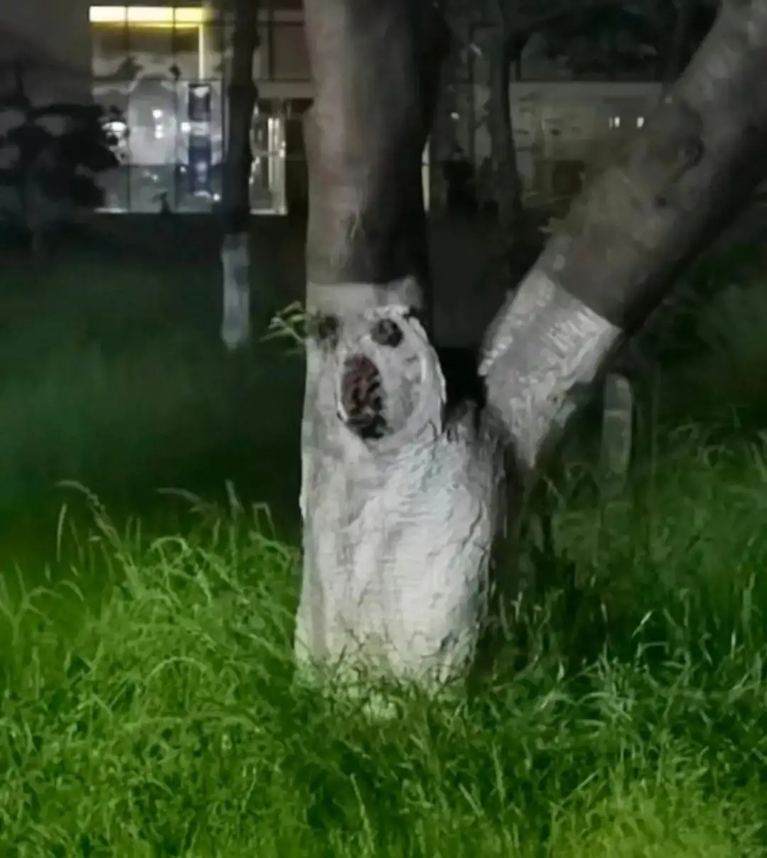 大家瞧瞧，柴犬还是边木？<img src=