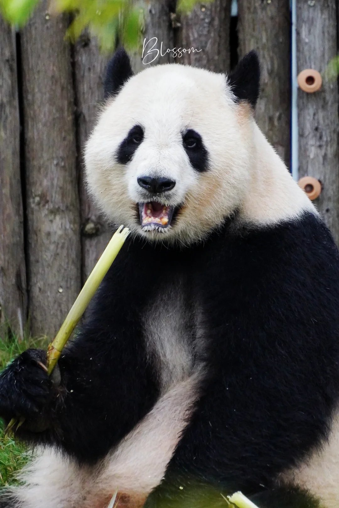 240528 基地小眼圈代表熊熊，庆贺姨姨