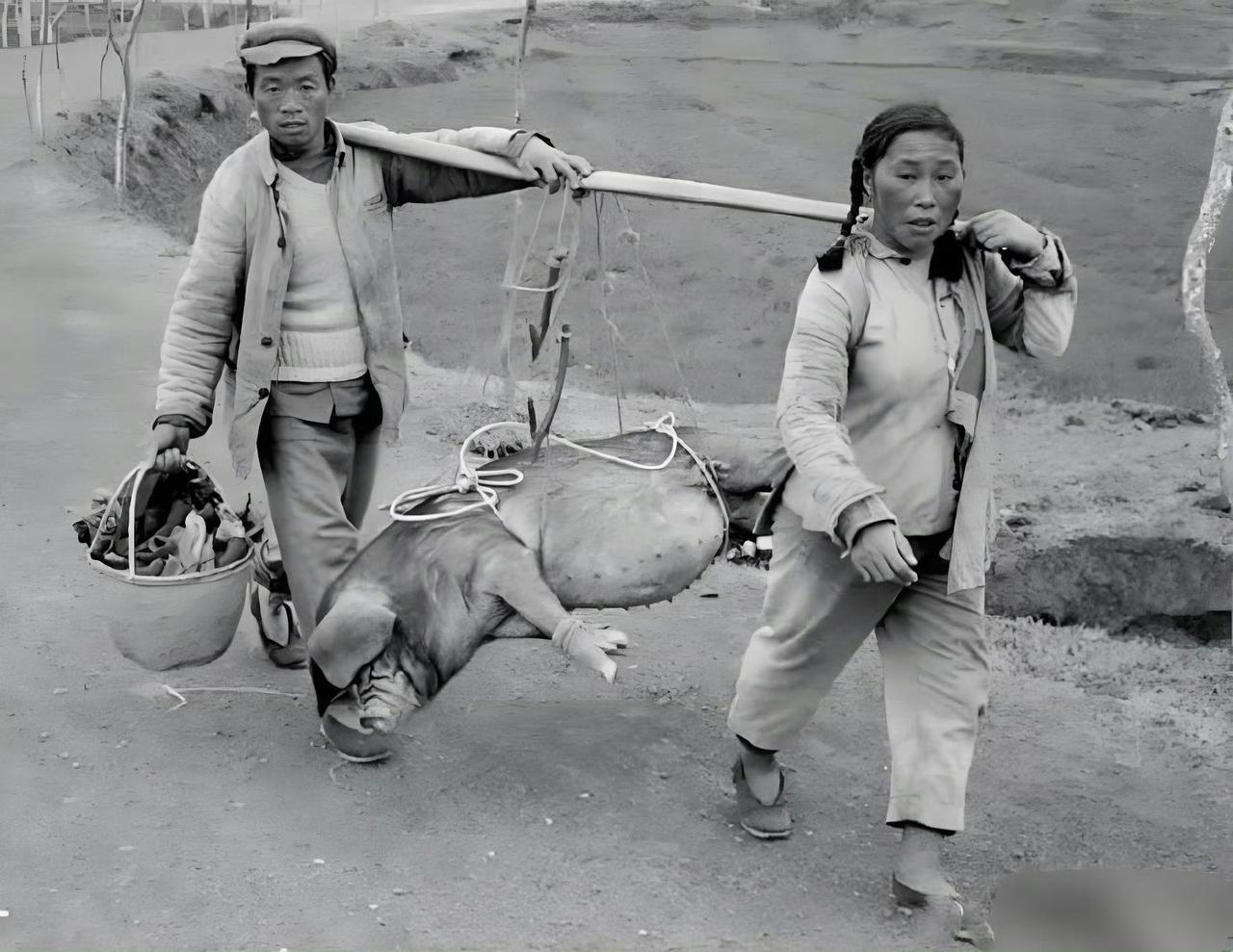 1965年，一对广西夫妻抬着猪去杀。真好！晚上可以吃肉。公知却说那会儿天天饿到吃