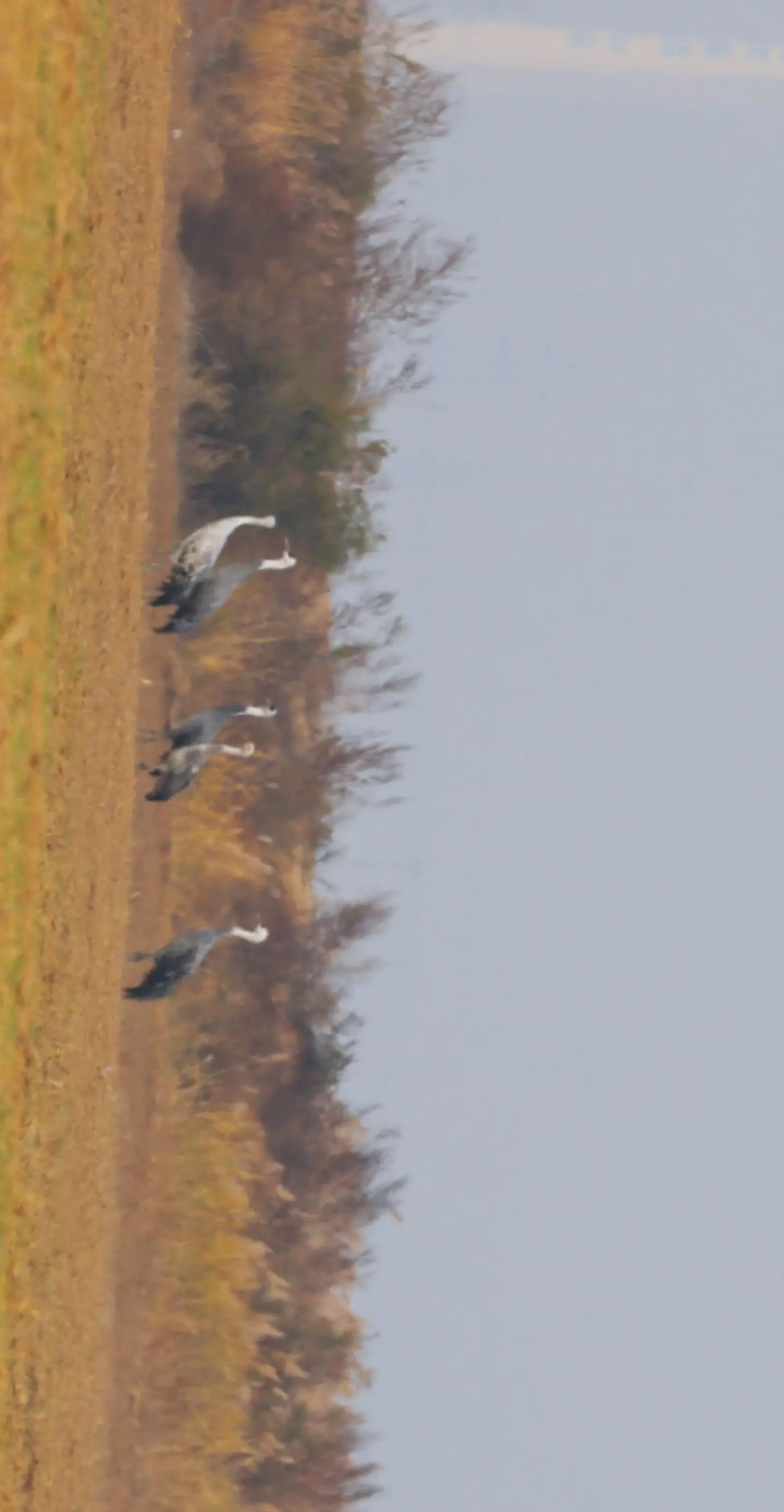 这不会是鸵鸟吧？鸵鸟不会飞呀？也不是迁徙类的鸟啊？