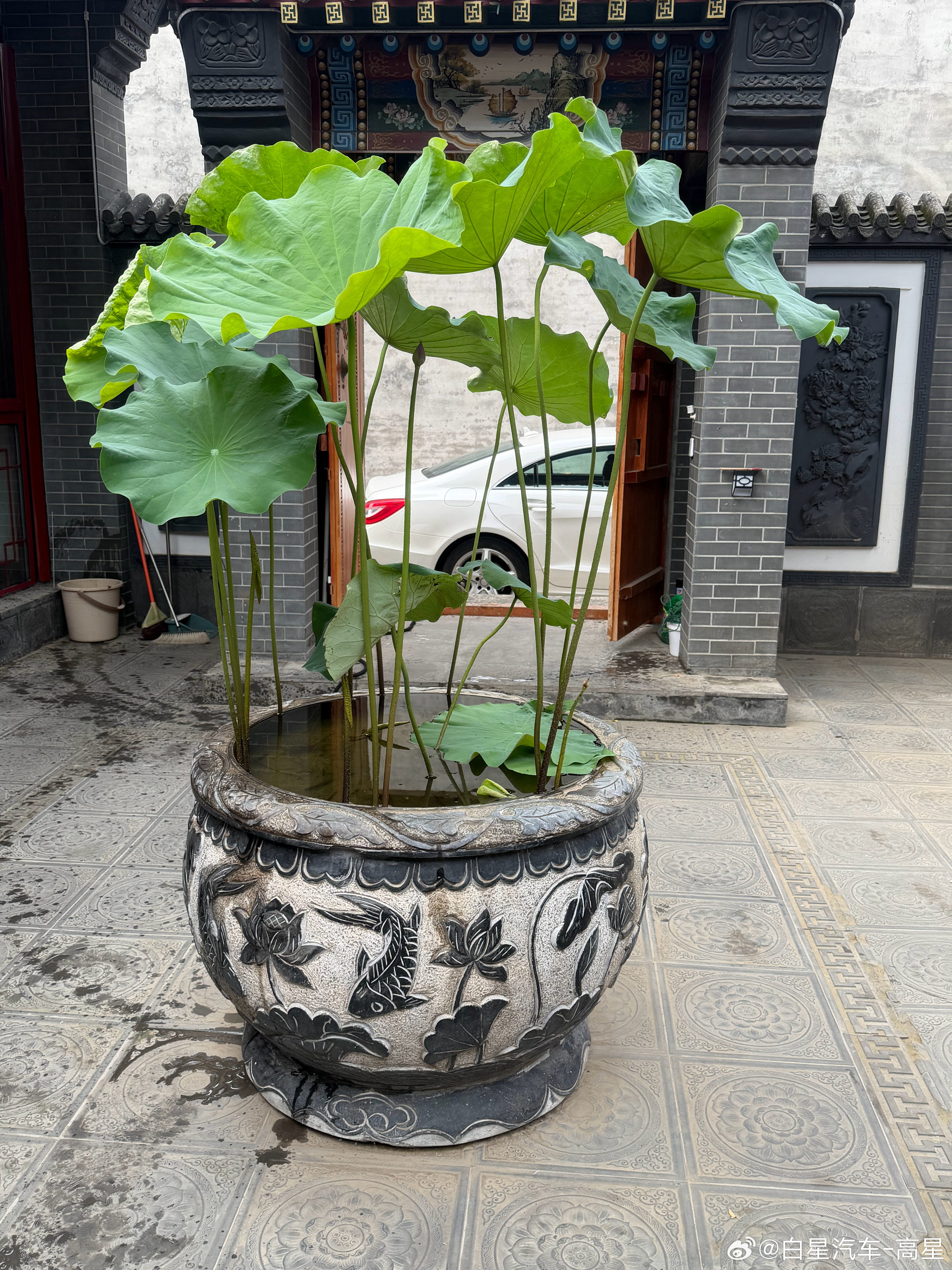 看花还是看车 