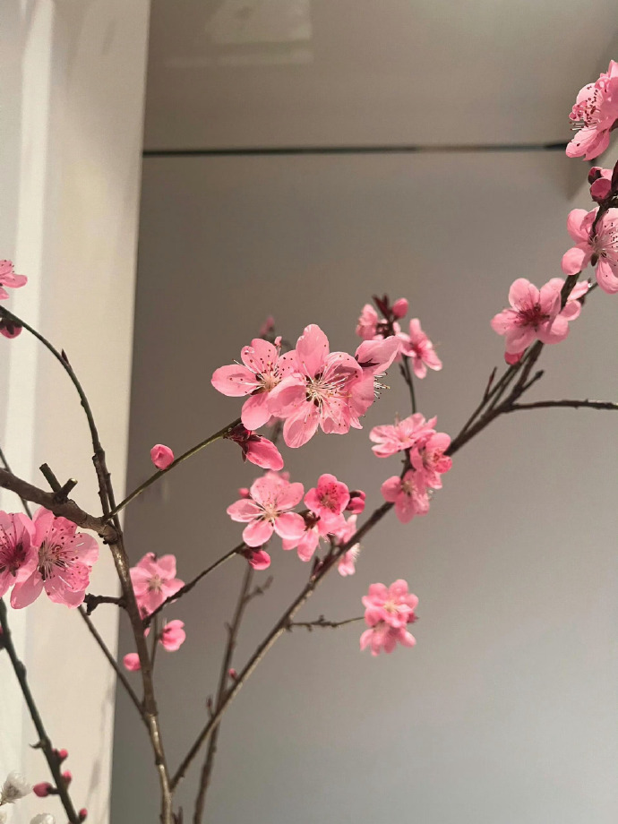 一枝桃花🌸 