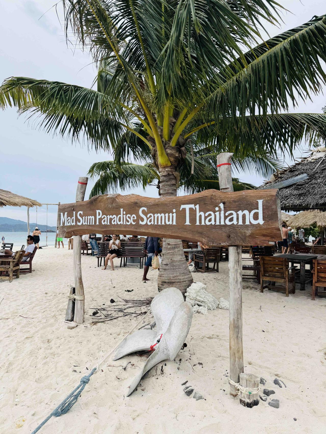 清晨从苏梅岛出发，乘快艇向猪岛疾驰。海风拂面，浪花飞溅，约半小时便抵达清澈见底的