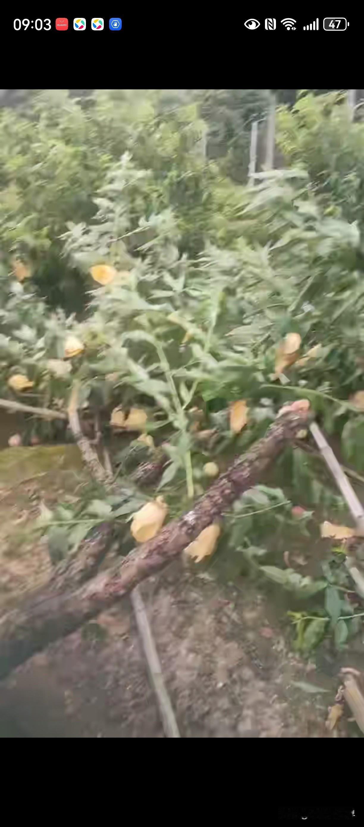 风呼呼刮着，树被吹得东倒西歪，路上行人几乎没有了，车子也很少，常州公交车还在开…