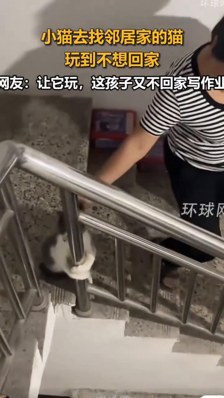 小猫去找邻居家的猫玩到不想回家。网友：让它玩，这孩子又不回家写作业。