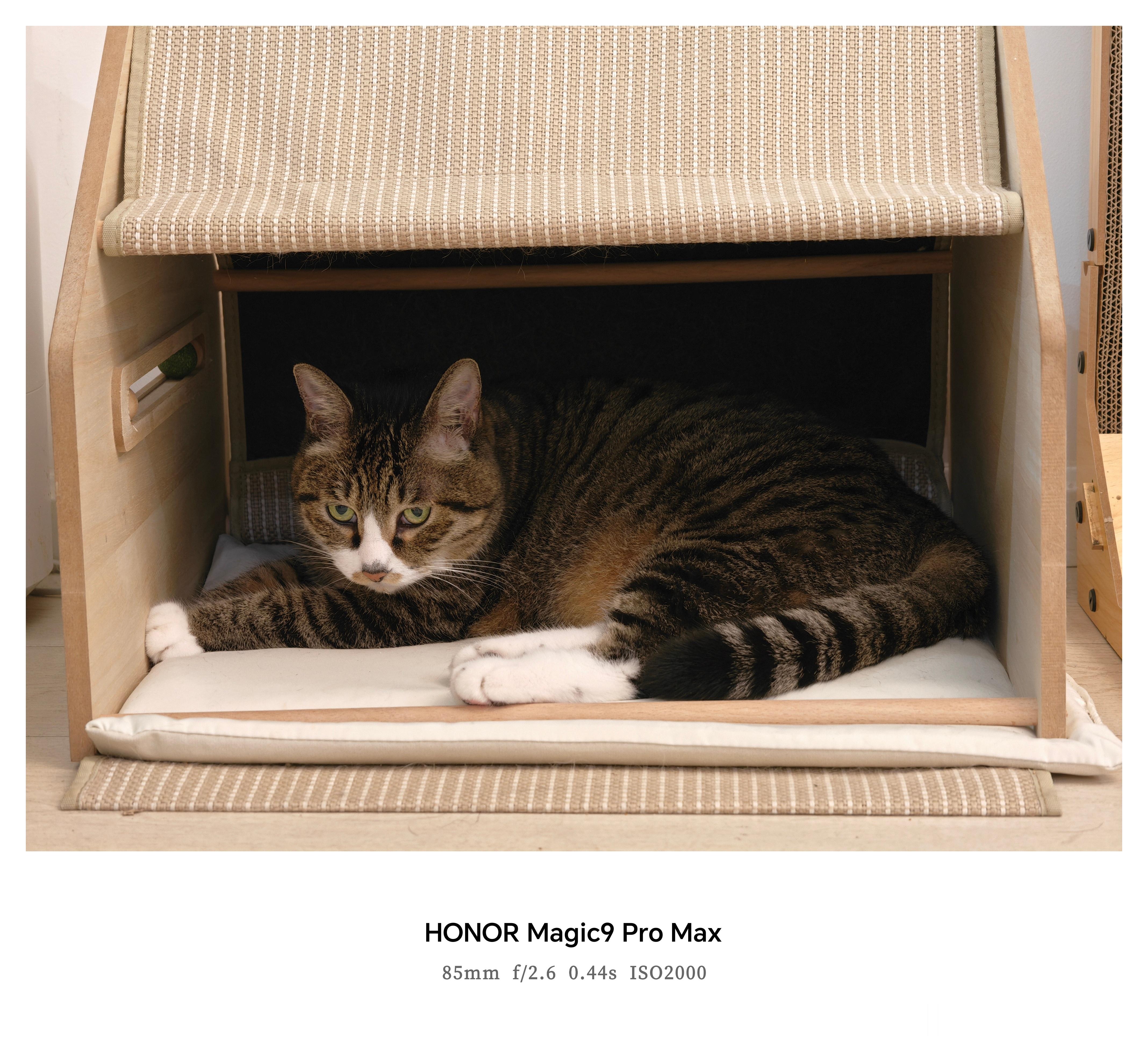 降温了，猫窝终于又有猫住了[喵喵] ​​​