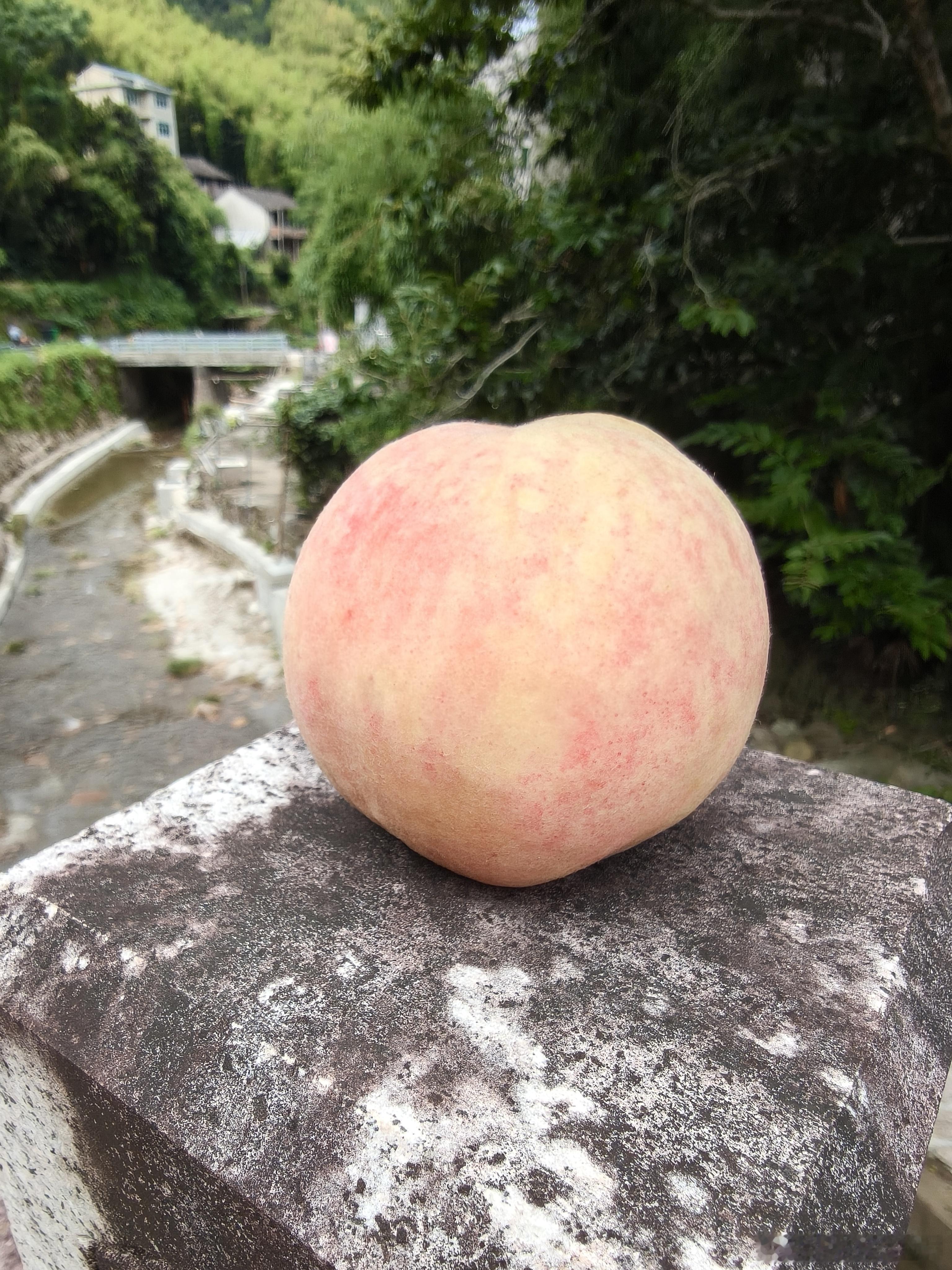 黄岩 水蜜桃 