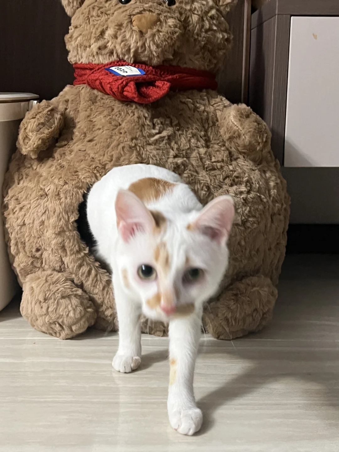一只小猫嗷向你走来🐱
