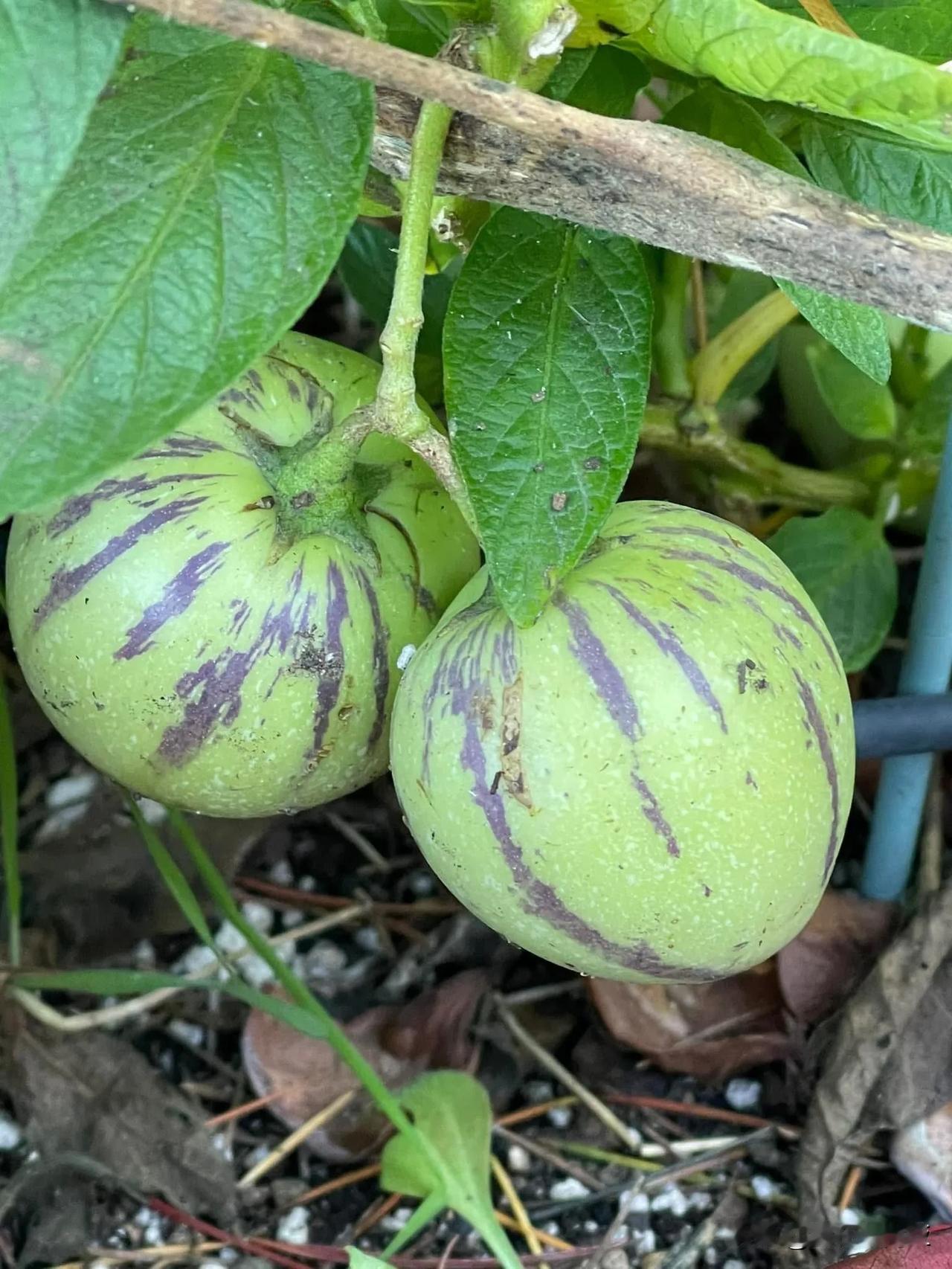 冬日生活打卡季人参果