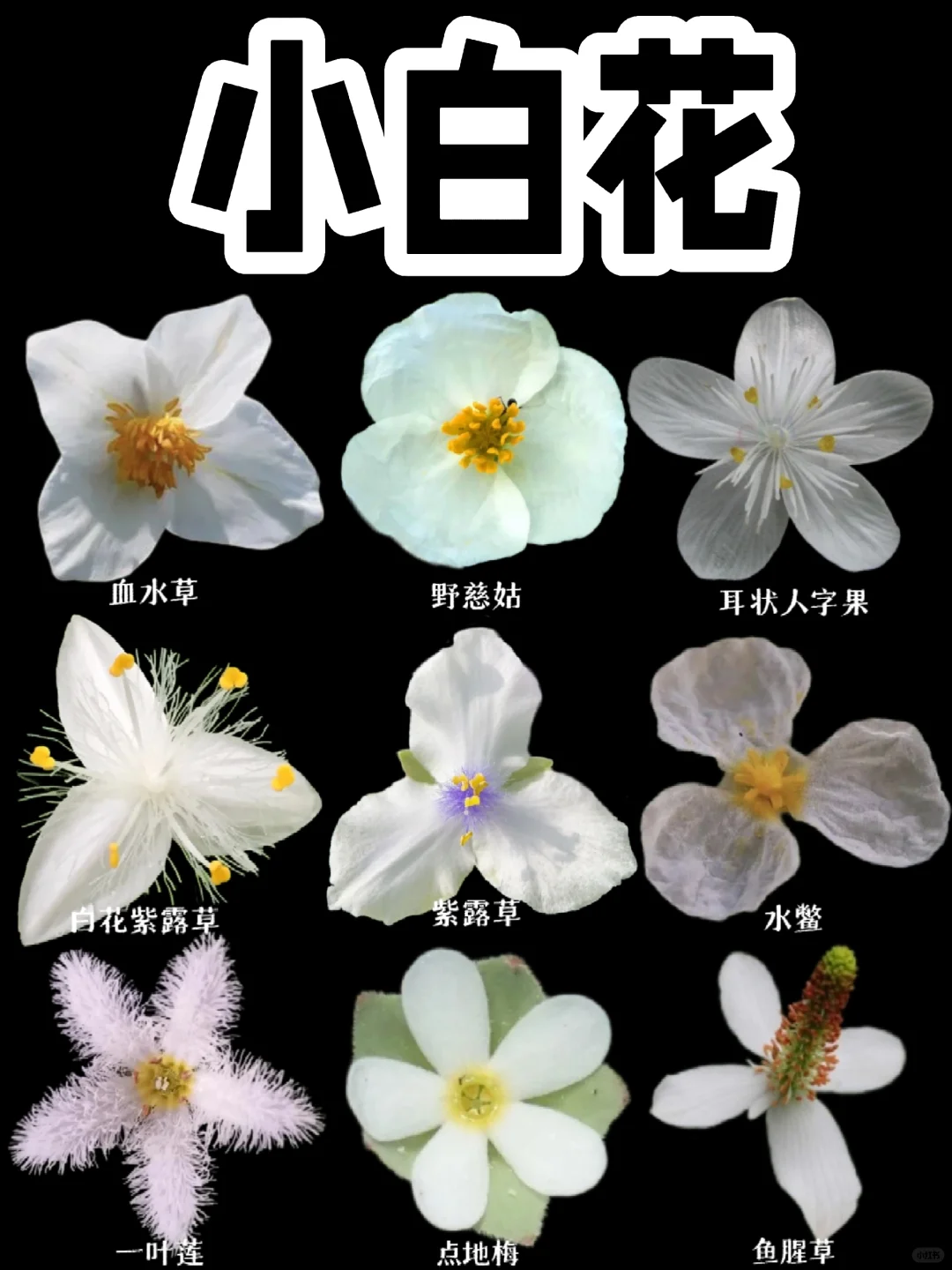 【白色小花花】仙气儿飘飘