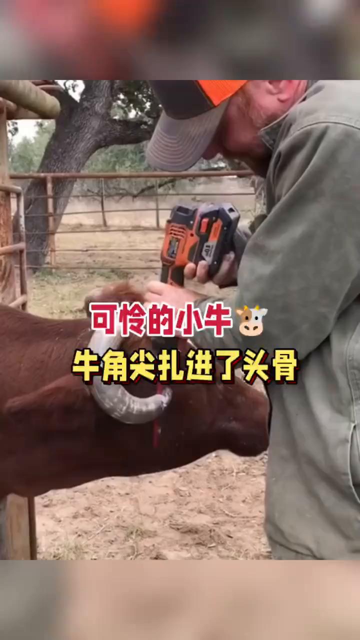 可怜的小牛牛角尖扎进了头骨。