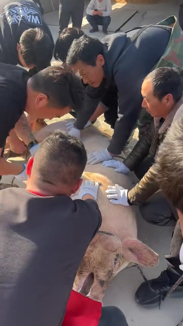 我做饭哪我都会，只要开姑妈一笑我。