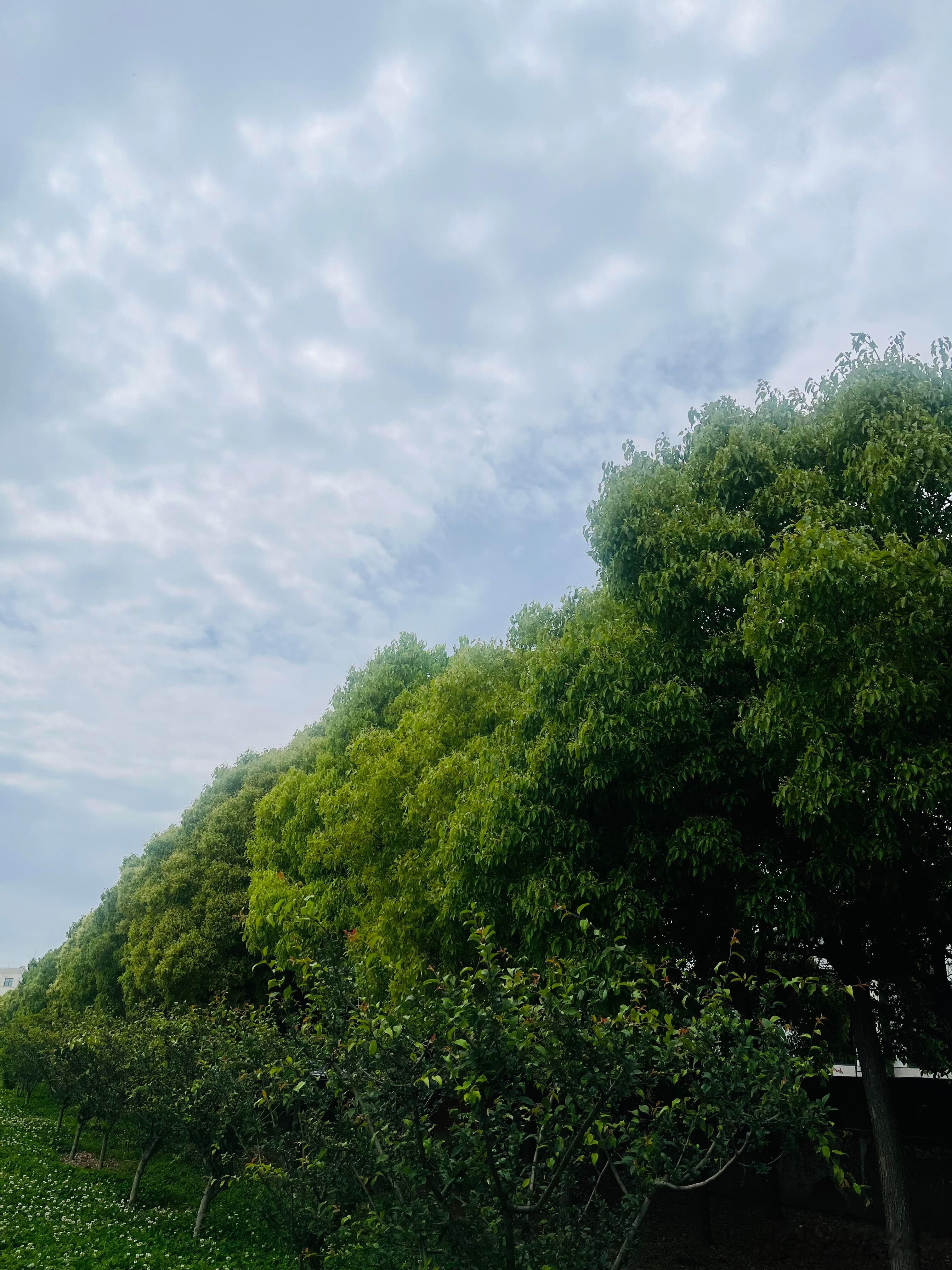 把话说破，是一种愚蠢。有些话太重了，落在太轻的年纪里，就会砸坏些什么。真话太沉，