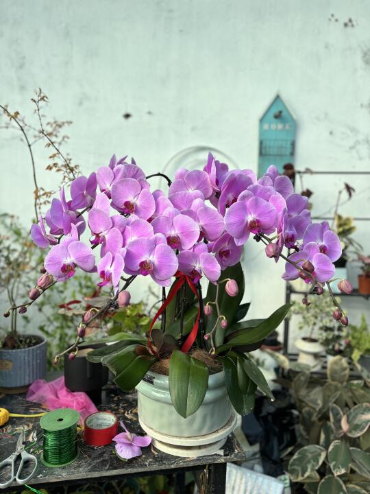 蝴蝶兰，鲁商附近花房