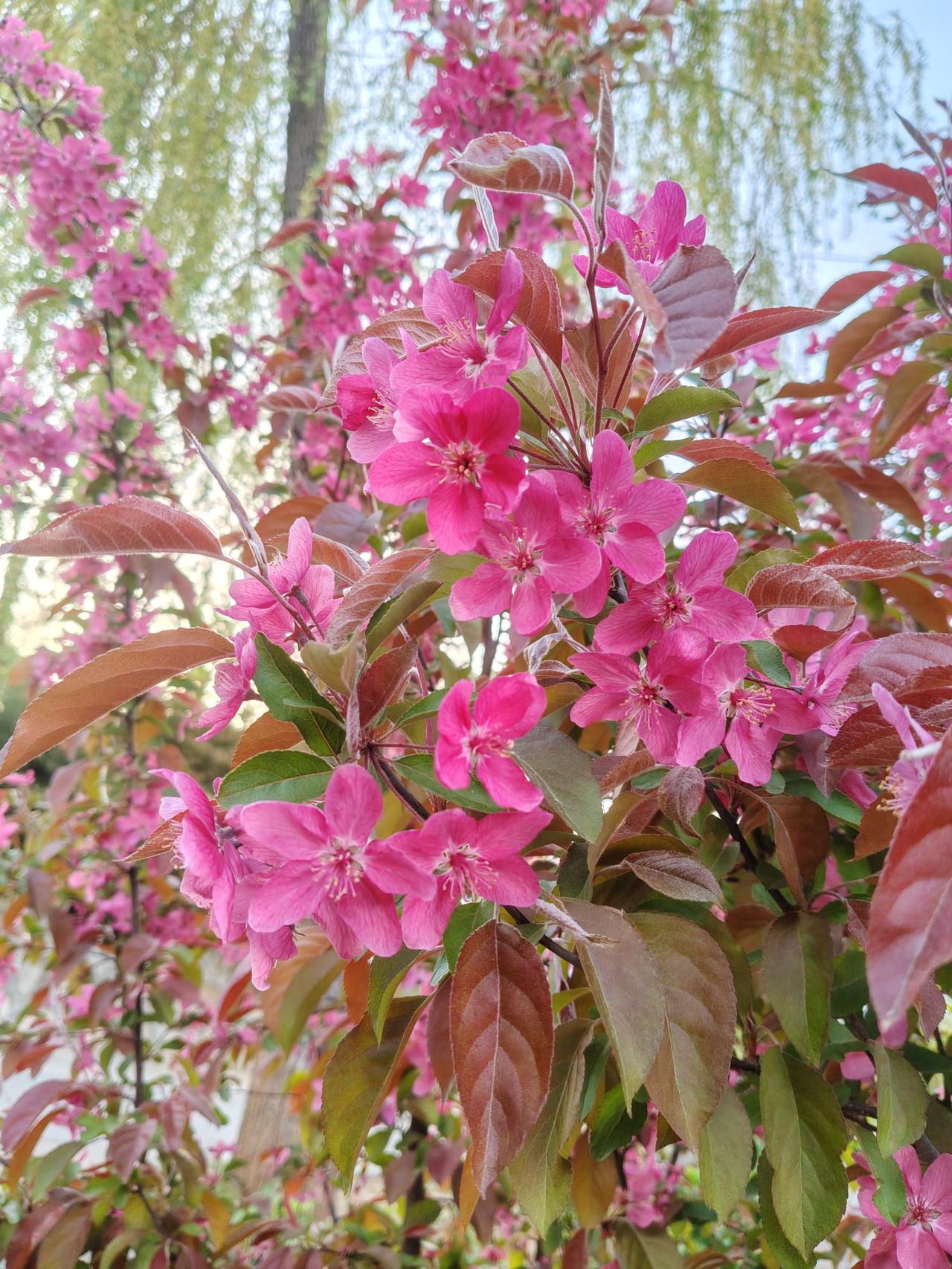 你看这满枝的海棠花，红得热烈又张扬，连叶子都透着一股子不服输的劲儿。
 
这花哪