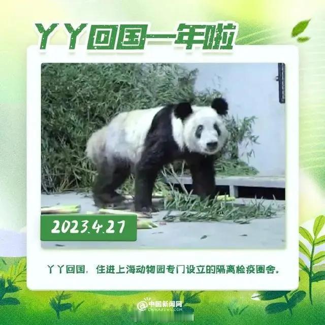 胖若两熊！

距离丫丫回国已经一年了，在这一年里，我们丫丫也在动物园奶爸奶妈的照