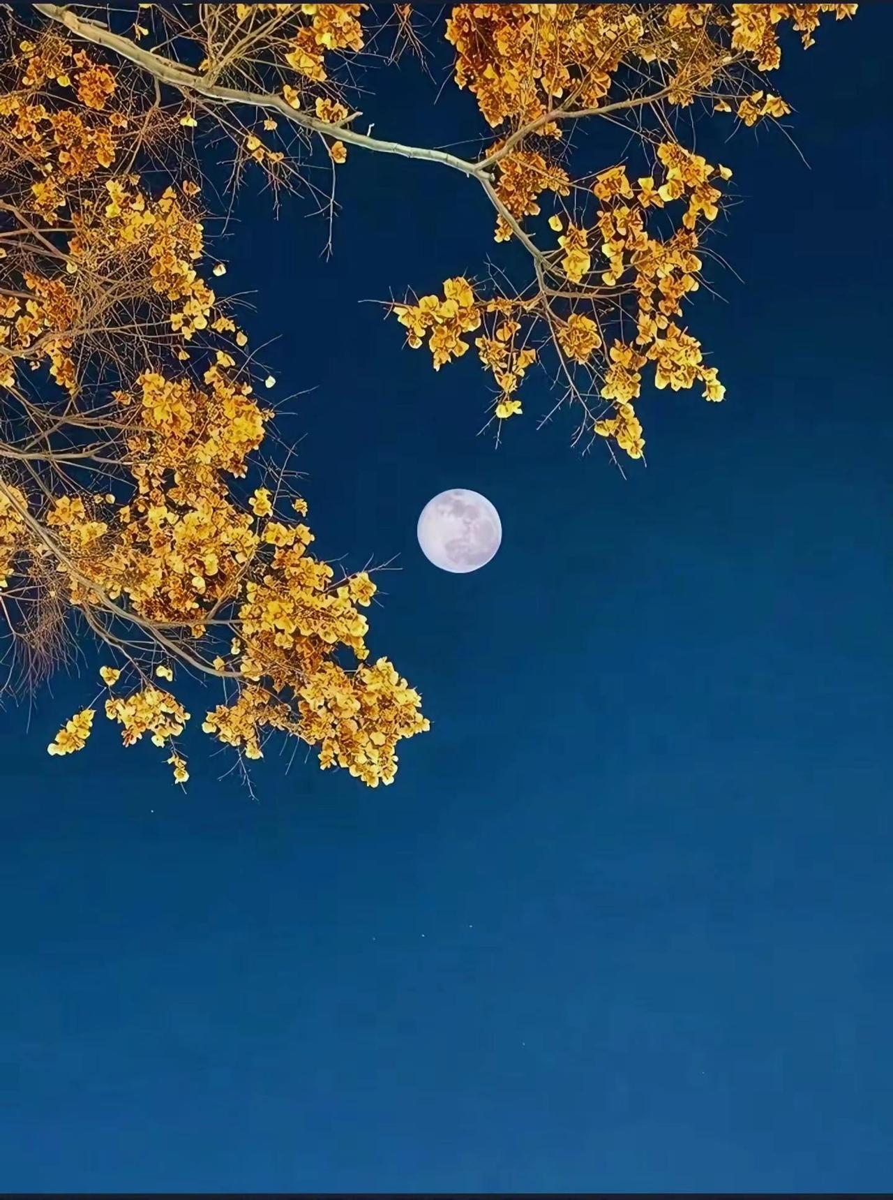今天特别想拍月亮🌙，可能是快到中秋了，也可能是没啥别的可拍了吧？被镜头下的月亮