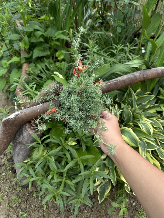 鹦鹉嘴百脉根