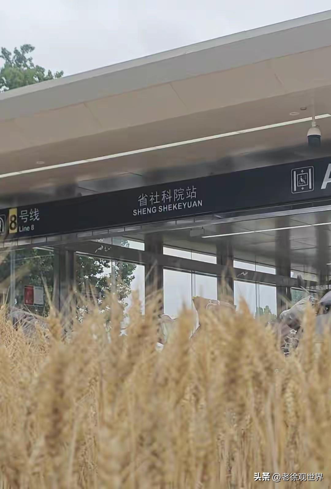 这个可以有！河南郑州。某地铁站附近的空地里种植的冬小麦喜迎丰收！金色麦浪随风飘荡