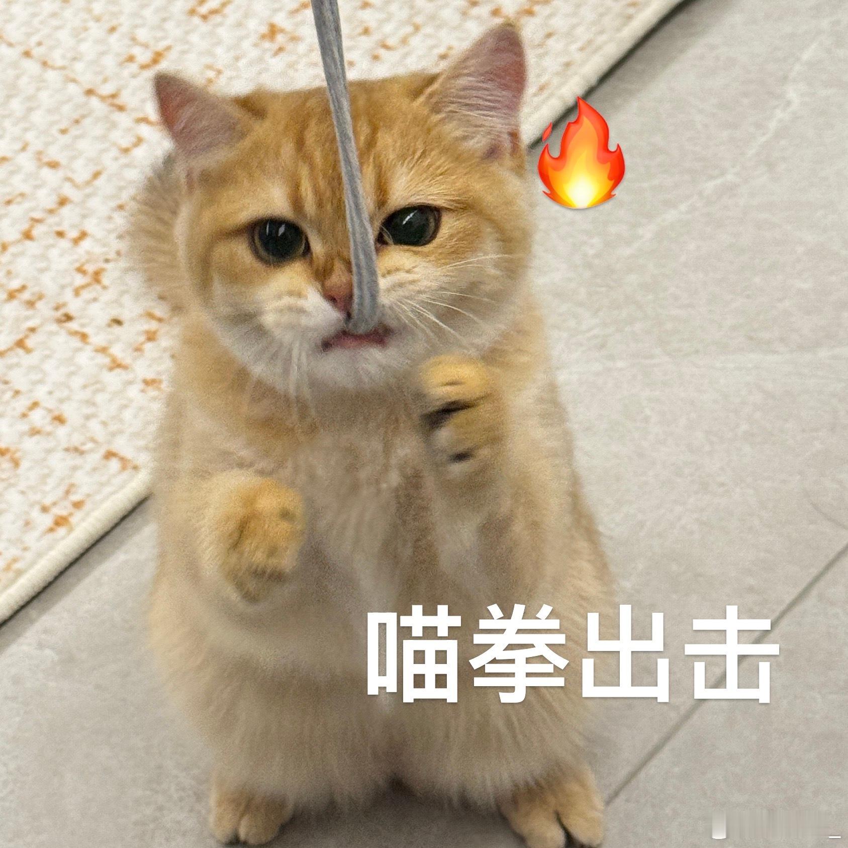 马秋元[超话]世纪大乌龙——胖虎变虎妞[开摆]（买回来从没想过性别被弄错，前阵子