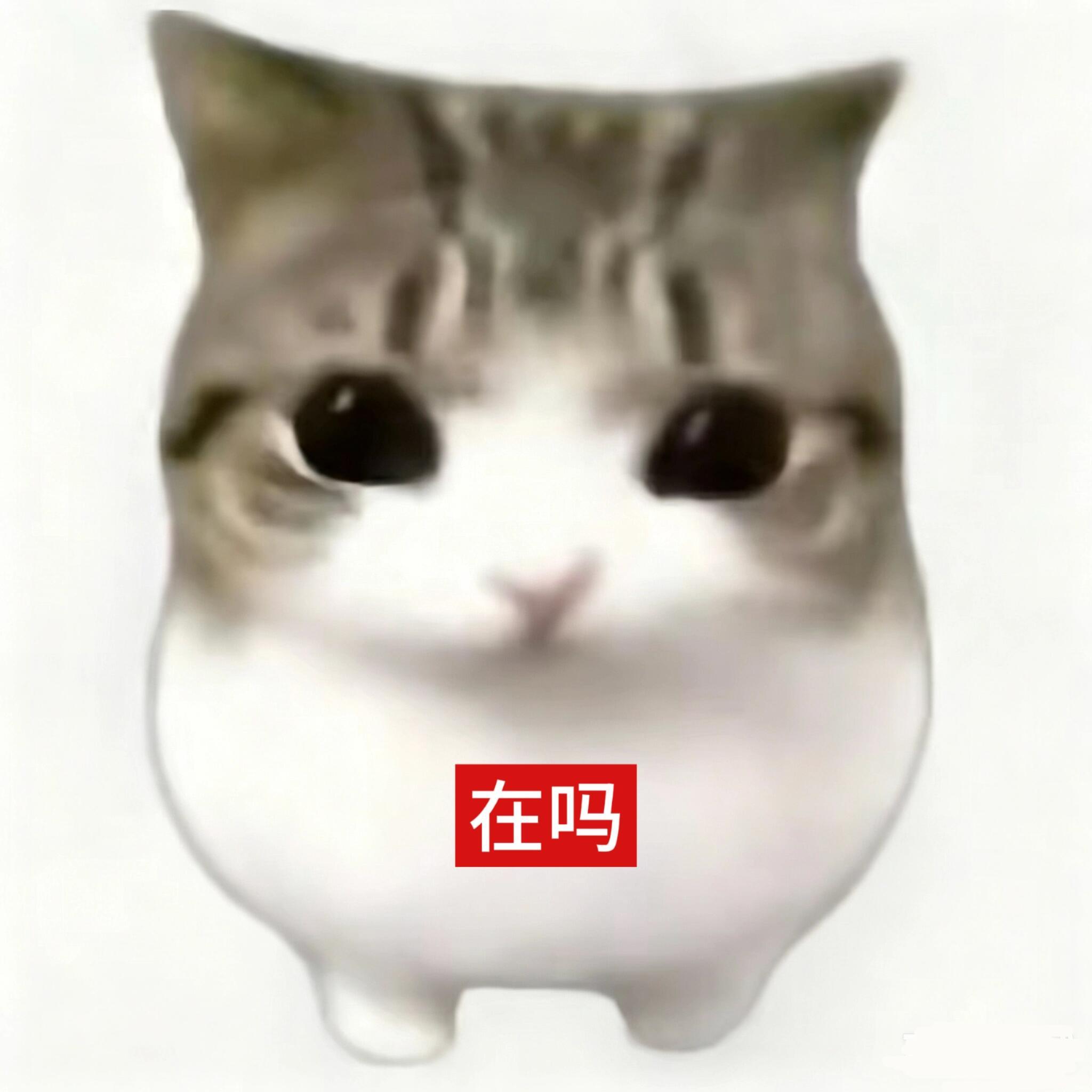 超级可爱的妙脆角小猫表情包谁还没被这只猫🐱萌到 