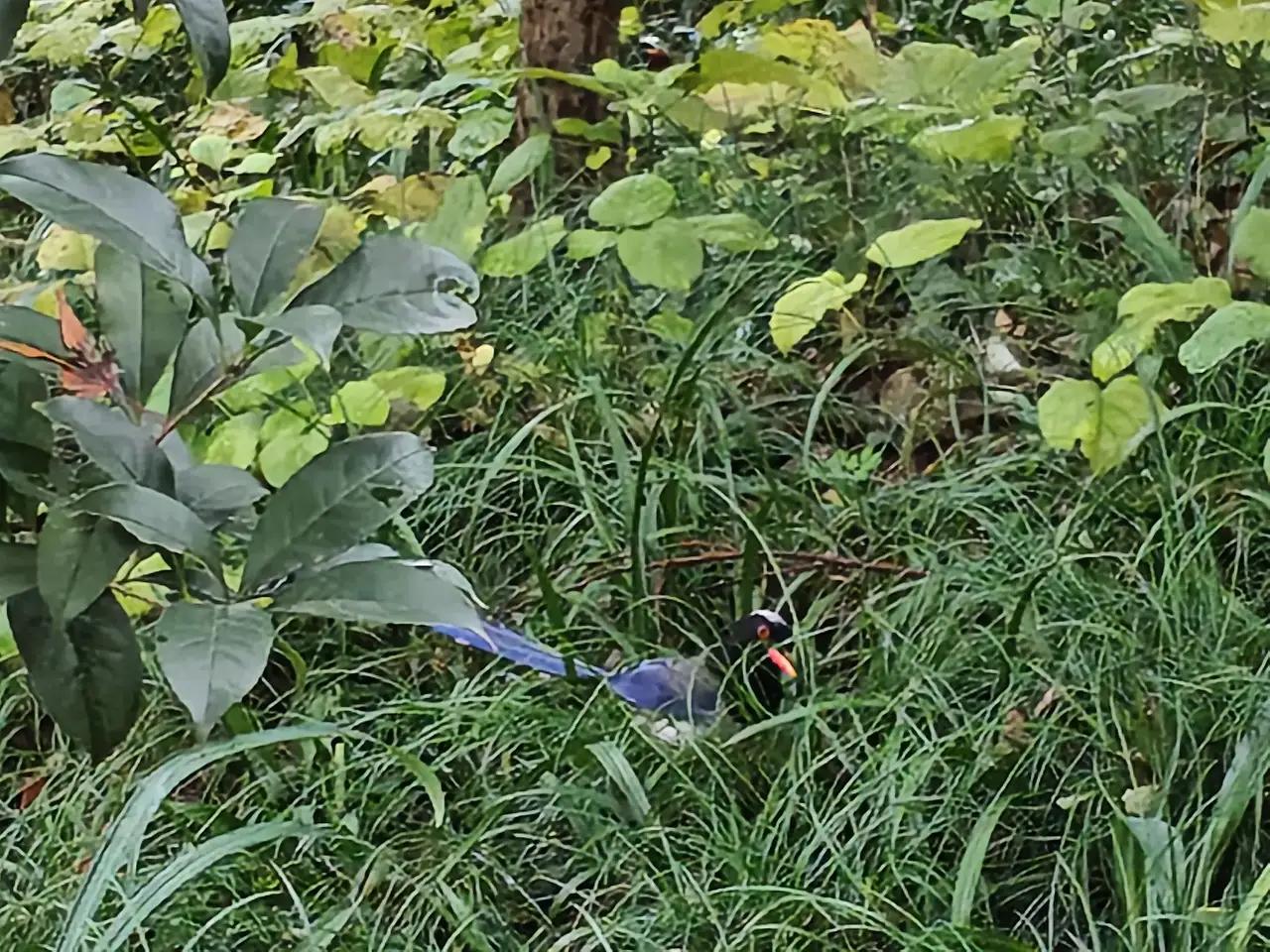 杭州生态环境极好，有很多鸟类在西湖这里修养生息。这是我在杭州花港观鱼附近拍到的红