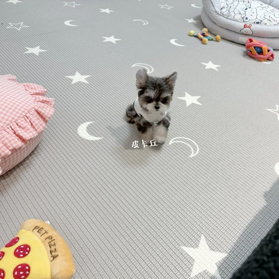 预备小种公 皮卡丘