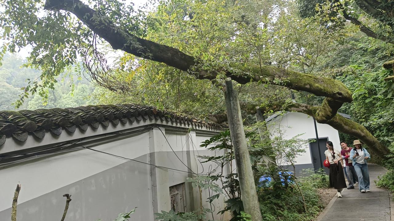 我更喜欢拍花。鸟儿一靠近就会受惊飞走，很难捕捉画面；花儿静静待在原地，可以慢慢调