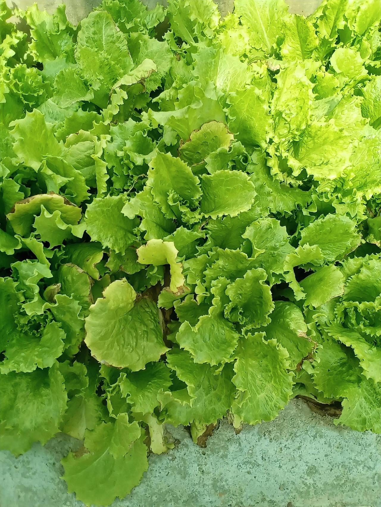 盯着这丛生菜看，我忽然觉得“不完美”才最动人。它没有超市里的规整，边缘带着枯黄，