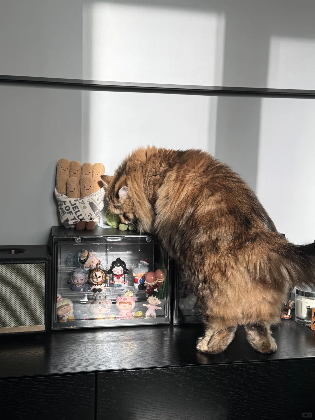 对jelly cat很感兴趣啊