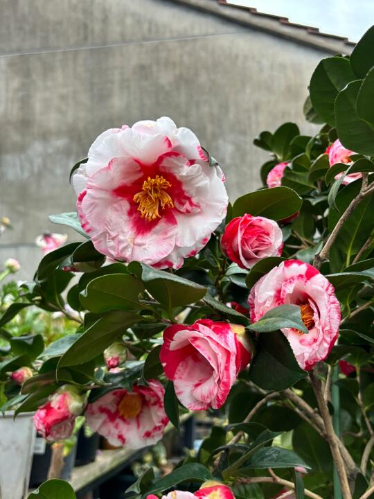 岩跟绞爆花啦