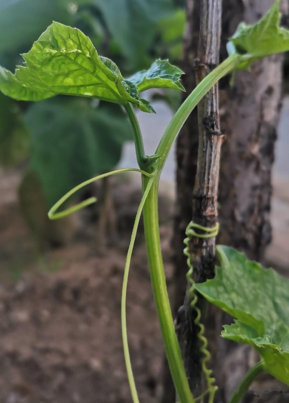 生活难免有阴霾，世事总有不如意，痛苦与悲伤无法避免，但心态可以自己掌控。悲观的人