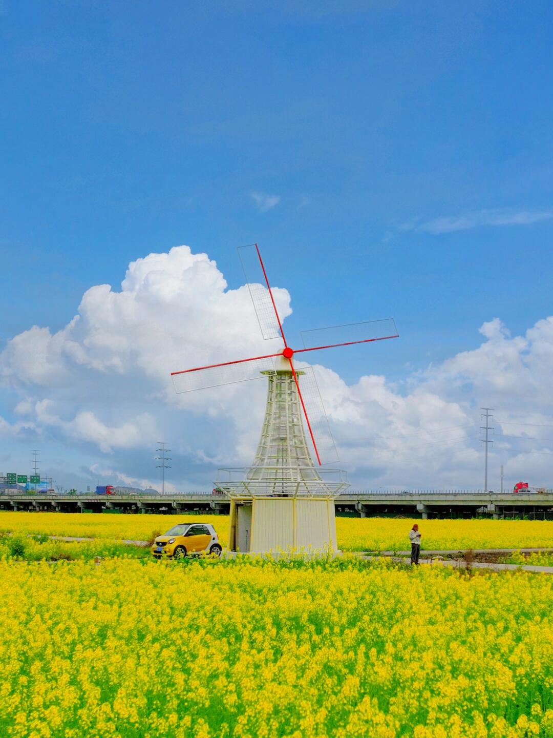 不在喜州，在乐清📍乐清乐清，油菜花开喽～
